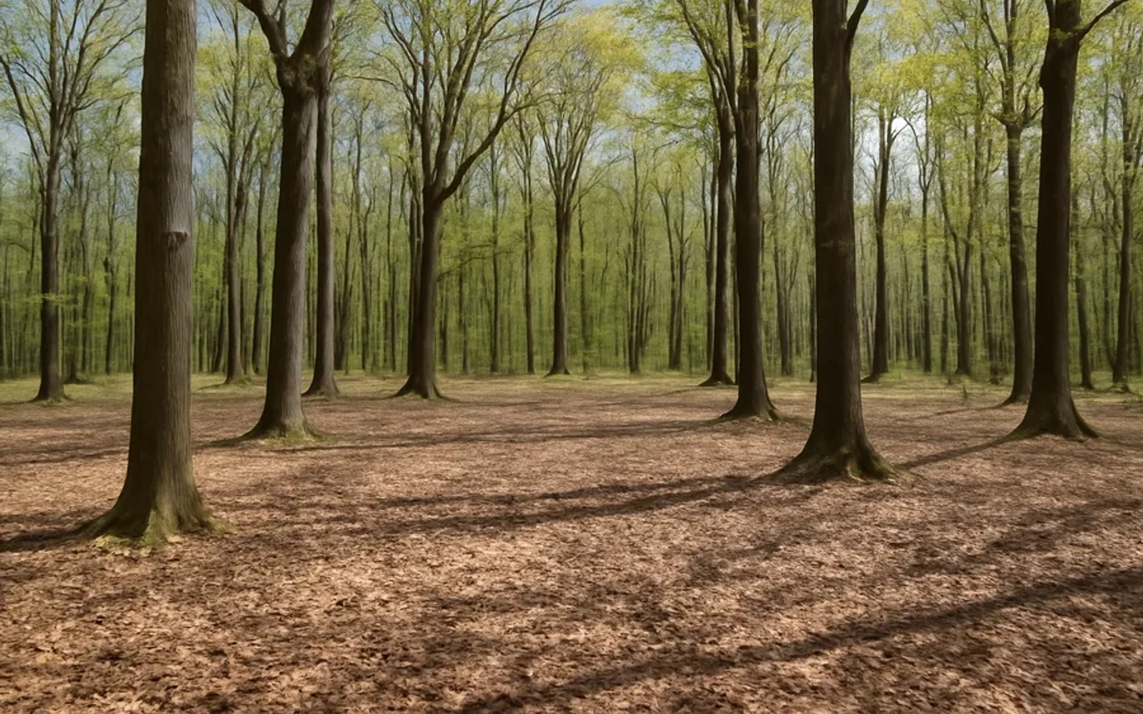 Wooded land in Bluefield